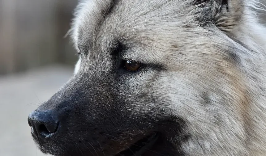 Como Desobstruir a Garganta de um Cão Engasgado: Um Guia Completo
