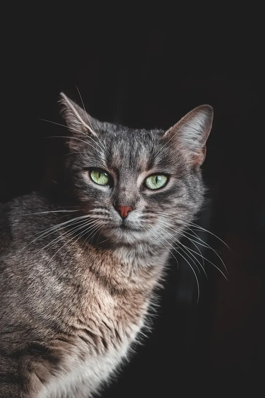 Como Acalmar um Gato com Medo de Trovão