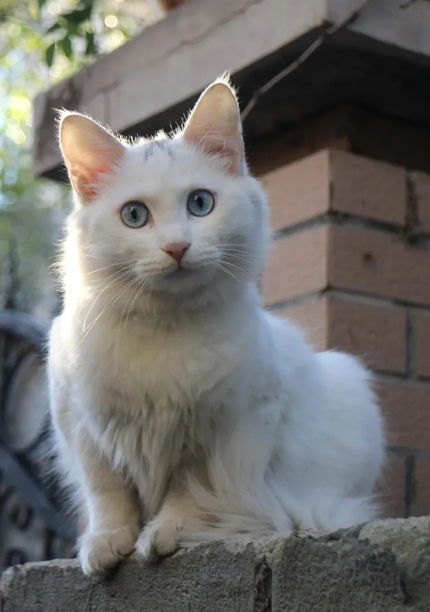 Como Acalmar um Gato com Medo de Trovão