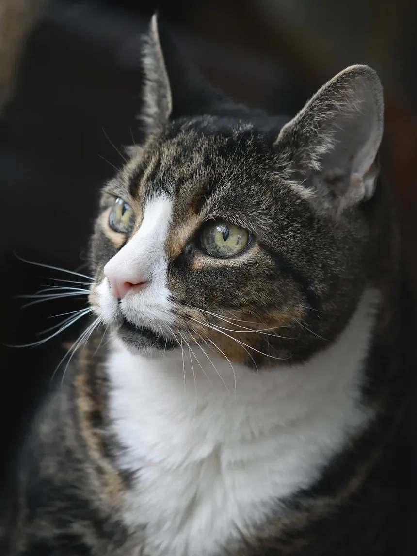 Como Acalmar um Gato com Medo de Fogos de Artifício