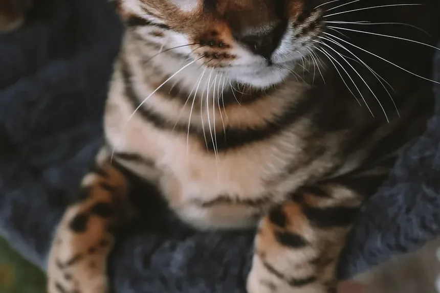 Como Acalmar um Gato com Medo de Fogos de Artifício