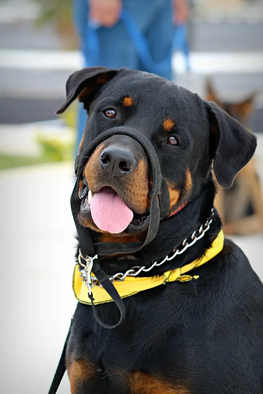 Como Criar um Ambiente Calmo para Cães