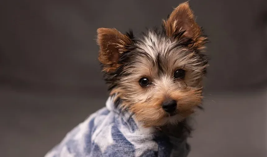 Como Criar um Ambiente Calmo para Cães