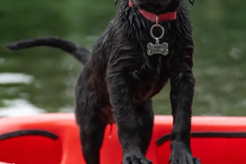 Como Criar um Ambiente Calmo para Cães