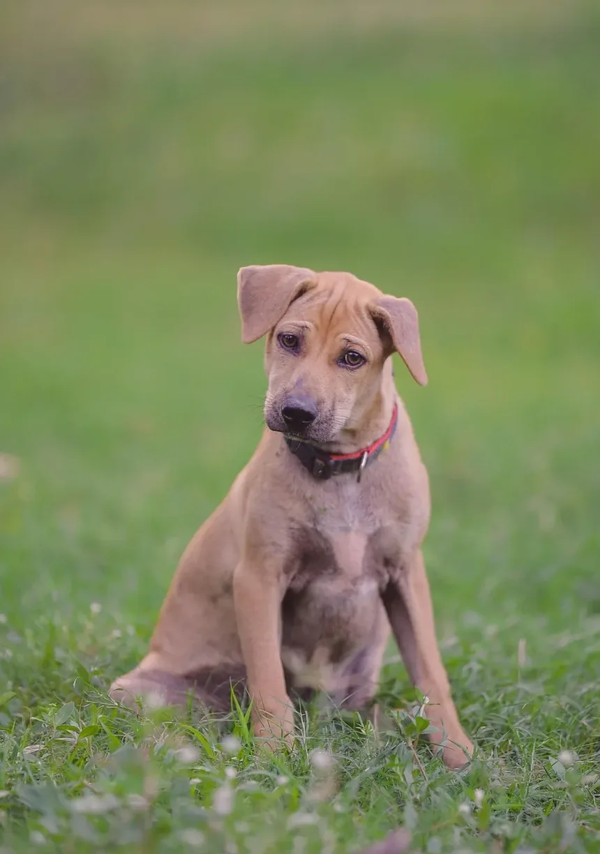 Como Curar Infecções de Ouvido em Cães: Um Guia Completo
