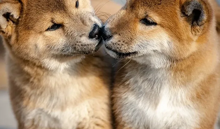 Como Curar Infecções de Ouvido em Cães: Um Guia Completo