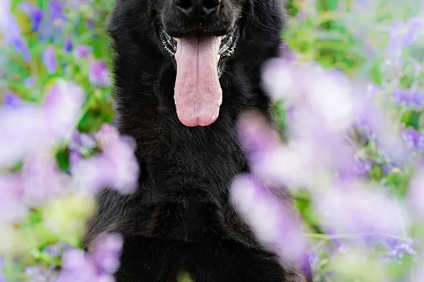 Como Curar Infecções de Ouvido em Cães: Um Guia Completo