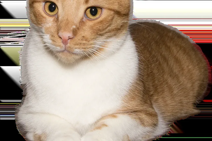 Como Lidar com Mordidas de Amor de Gato: Compreendendo e Gerenciando a Afeição Felina