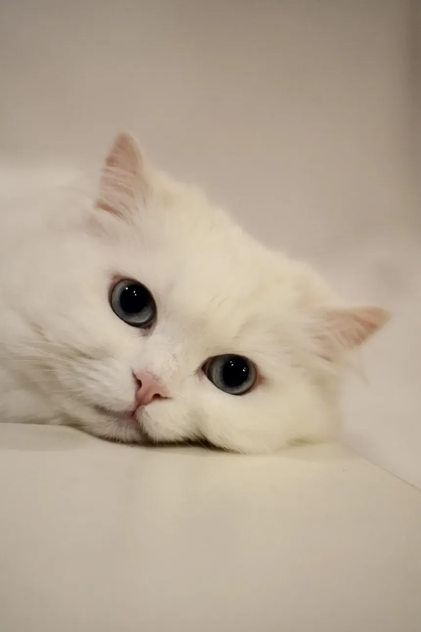 Como Fazer a Higiene de um Gato de Pelo Longo: Dicas e Técnicas Essenciais