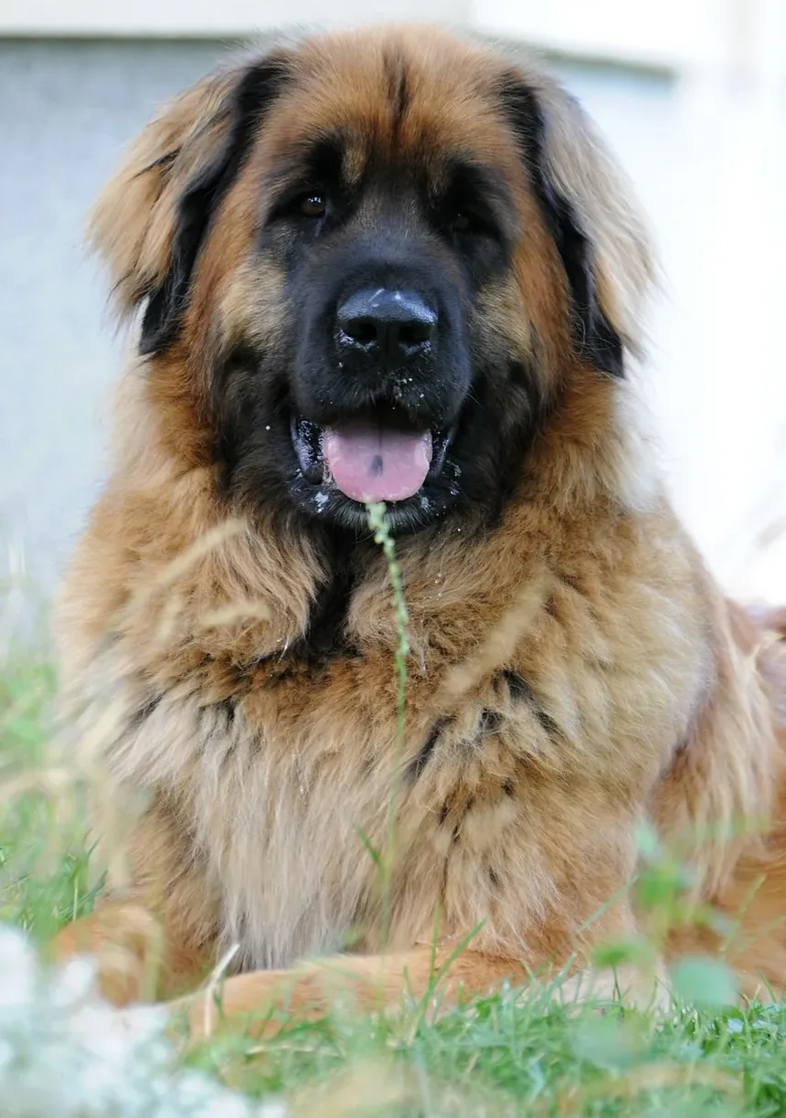 Como Curar Feridas em Cães Naturalmente: Um Guia Completo
