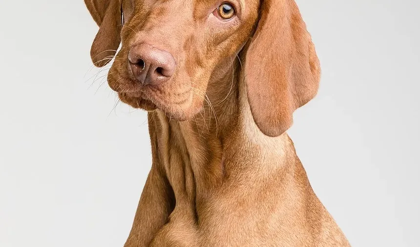 Como Curar Feridas em Cães Naturalmente: Um Guia Completo