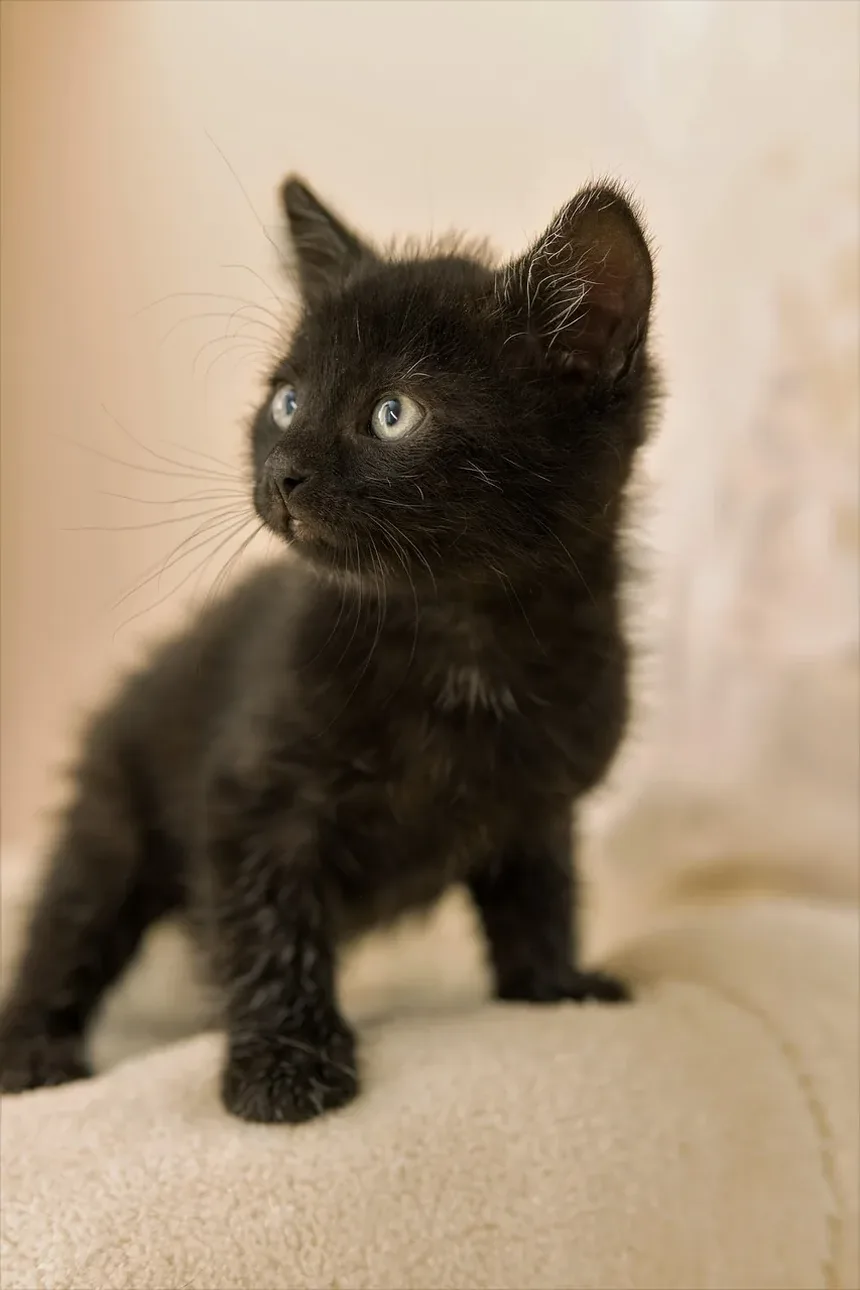 Como Ajudar um Gato Durante uma Convulsão