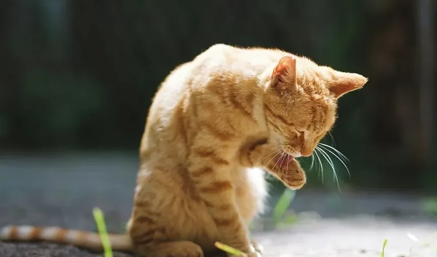 Como Ajudar um Gato Durante uma Convulsão