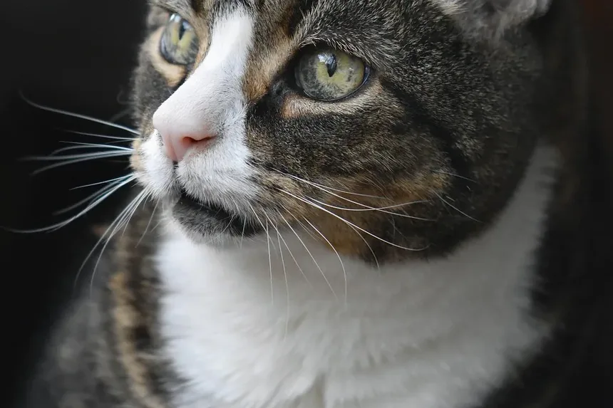 Como Ajudar um Gato Durante uma Convulsão
