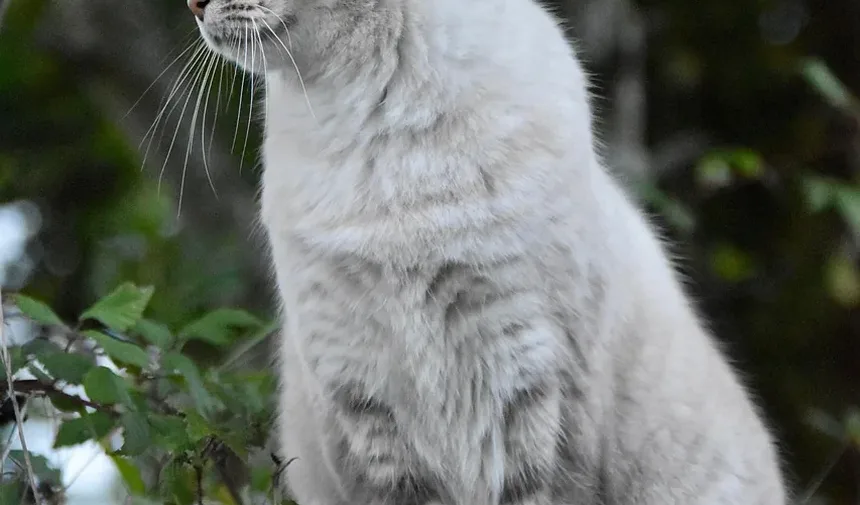 Como Ajudar um Gato com Ansiedade