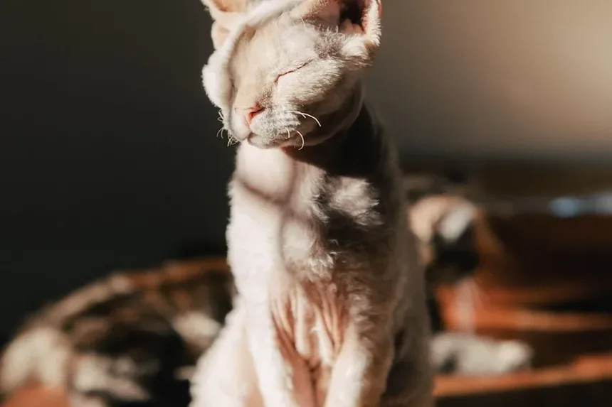 Como Ajudar um Gato com Ansiedade