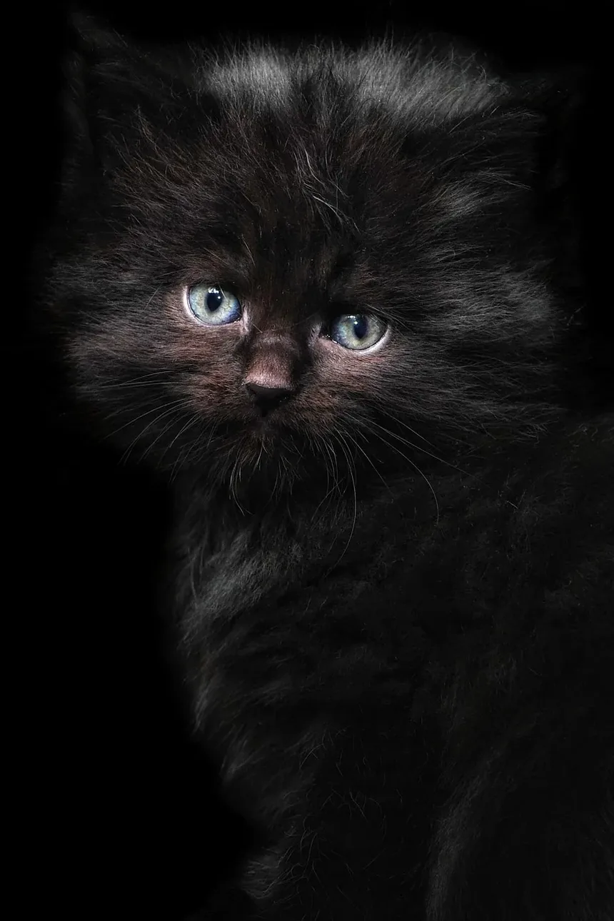 Como Ajudar um Gatinho Recém-Nascido a Respirar: Passos Essenciais para o Cuidado