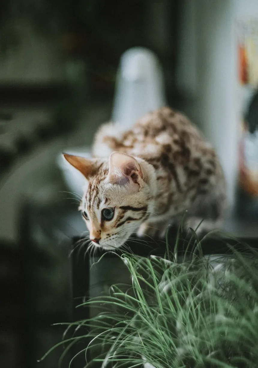 Como Ajudar um Gatinho Recém-Nascido a Respirar: Passos Essenciais para o Cuidado