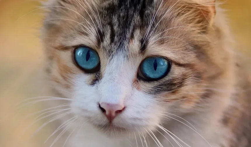 Como Ajudar um Gatinho Recém-Nascido a Respirar: Passos Essenciais para o Cuidado