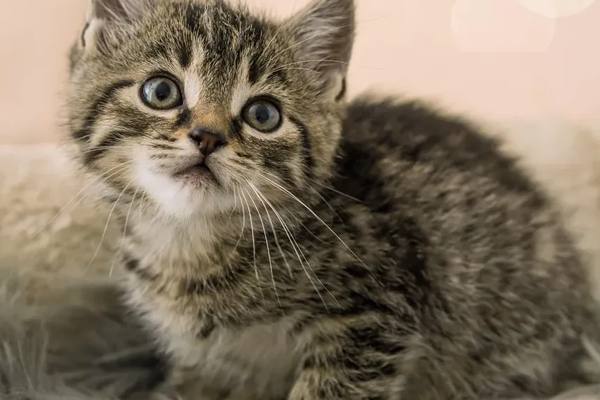 Como Ajudar um Gatinho Recém-Nascido a Respirar: Passos Essenciais para o Cuidado