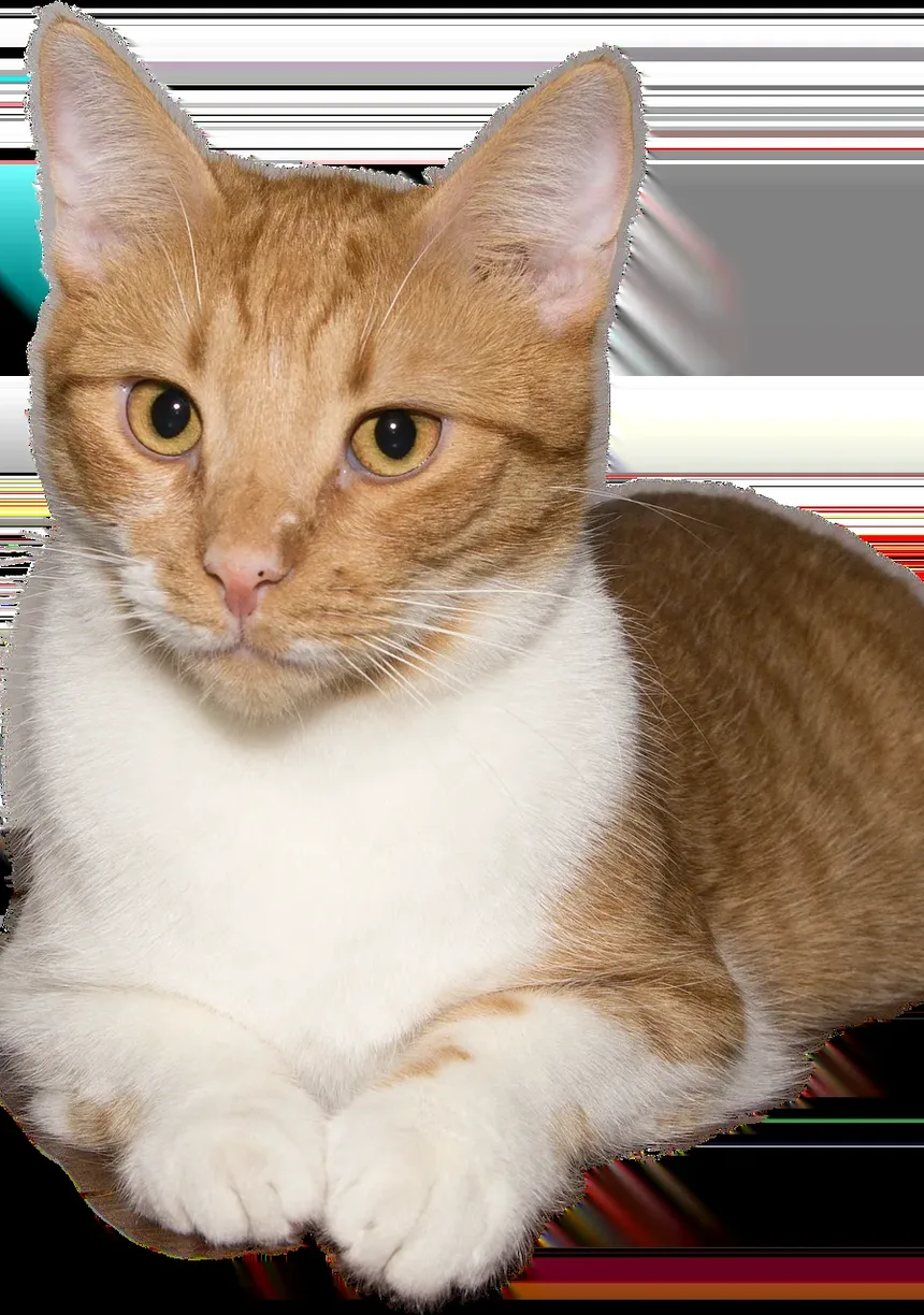 Como Ajudar um Gatinho Recém-Nascido a Usar o Banheiro: Um Guia Completo