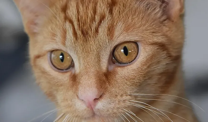 Como Ajudar um Gatinho Recém-Nascido a Usar o Banheiro: Um Guia Completo