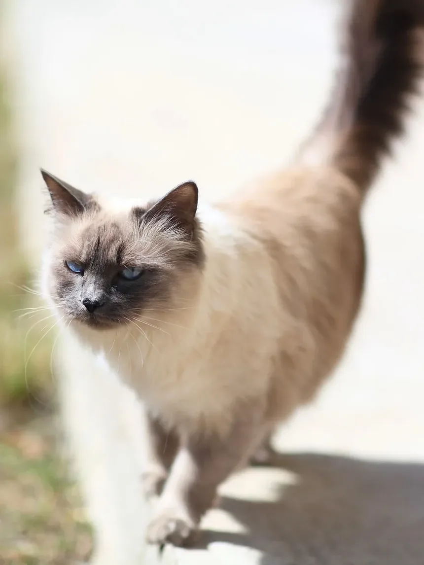 Como Ajudar um Gato Assustado a Sair do Esconderijo