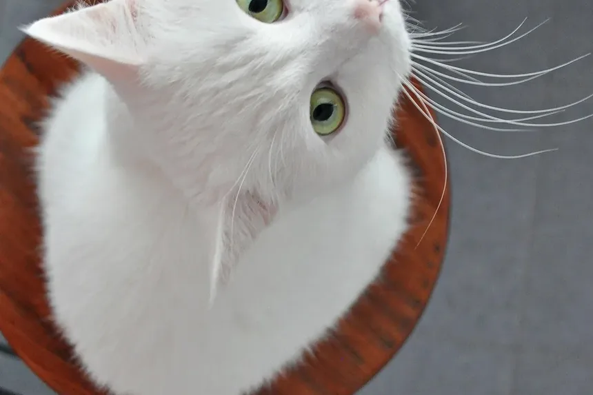 Como Ajudar um Gato Assustado a Sair do Esconderijo
