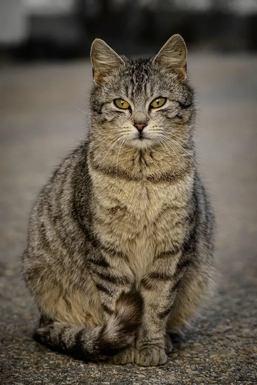 Como Ajudar um Gato Durante Crises de Tosse