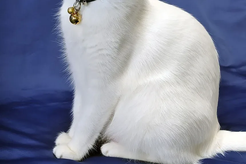 Como Ajudar um Gato Durante Crises de Tosse