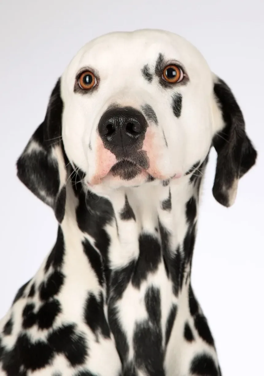 Como Ajudar um Cão Engasgado com uma Bola de Pelo: Um Guia Completo de Primeiros Socorros