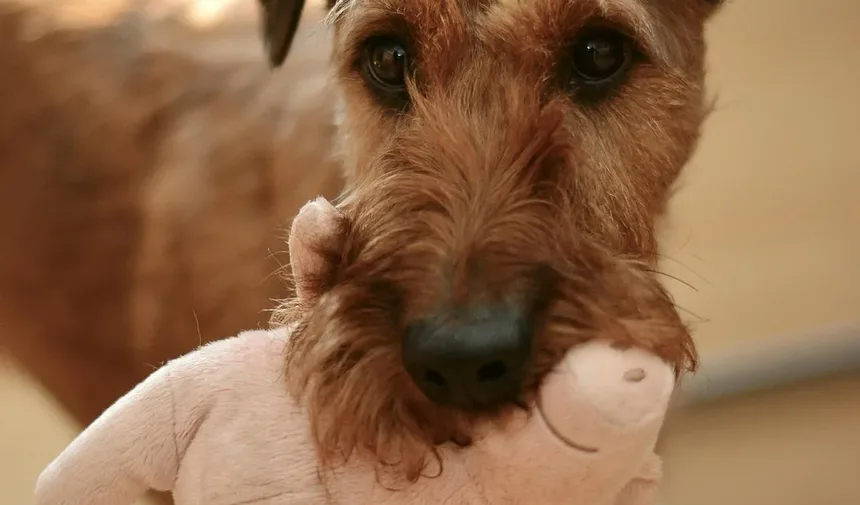 Como Ajudar um Cão Engasgado com uma Bola de Pelo: Um Guia Completo de Primeiros Socorros