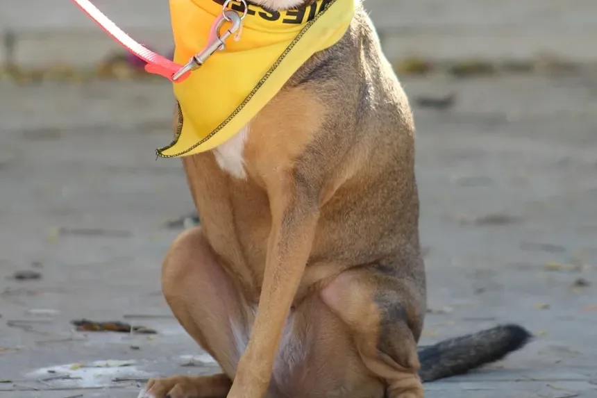 Como Ajudar um Cão Engasgado com uma Bola de Pelo: Um Guia Completo de Primeiros Socorros