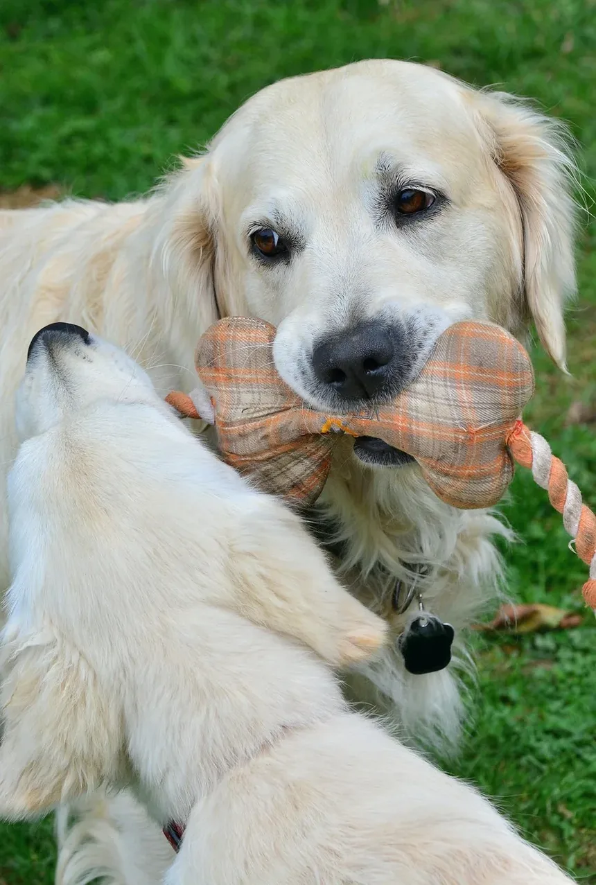 Como Ajudar Cães com Coceira na Pele no Inverno