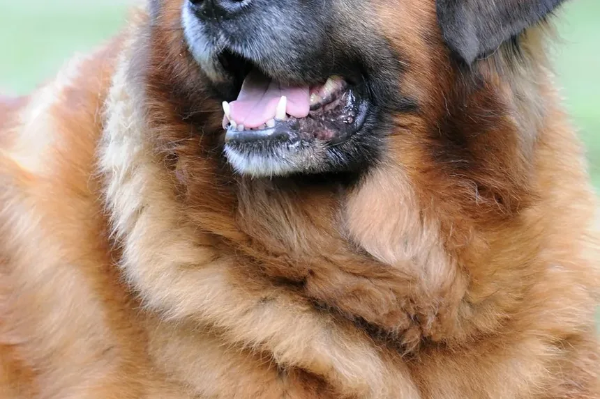 Como Ajudar Cães com Coceira na Pele no Inverno