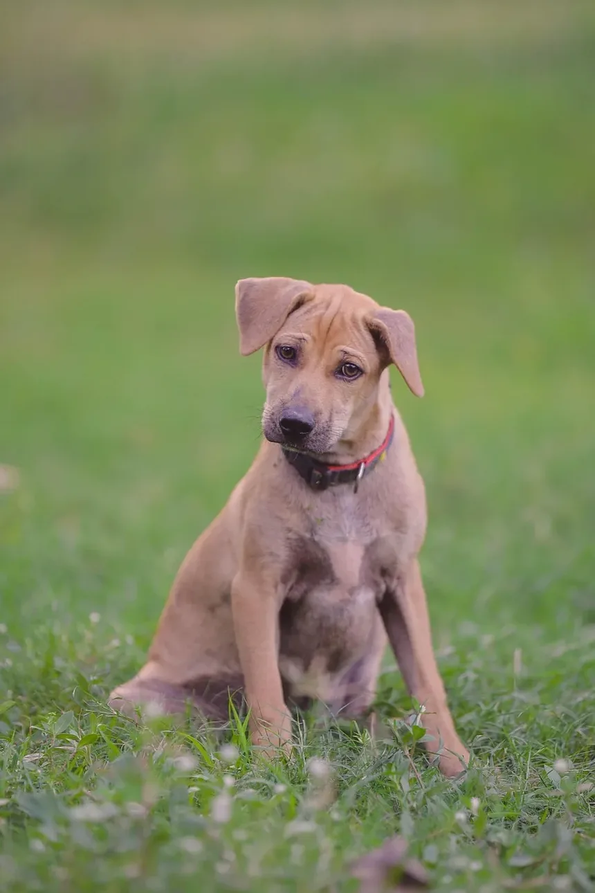 Como Ajudar um Cão com um Joelho Machucado