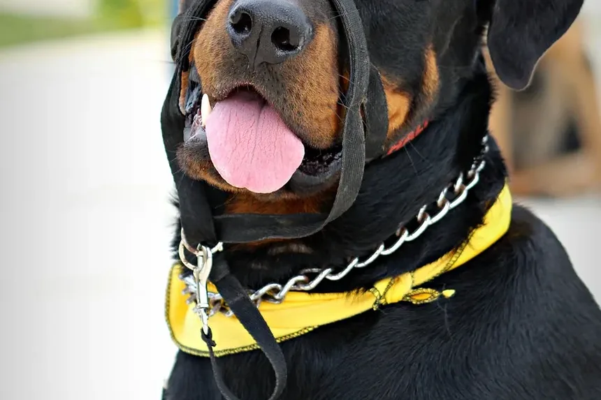 Como Ajudar um Cão com um Joelho Machucado