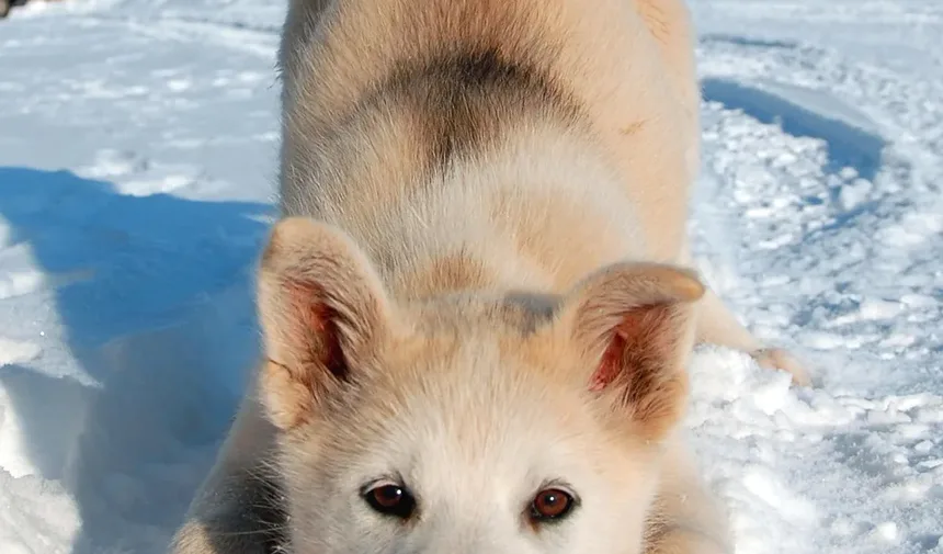 Como Ajudar o Tornozelo Torcido do Meu Cão: Um Guia Completo