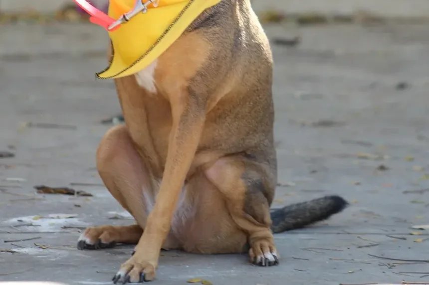 Como Ajudar o Tornozelo Torcido do Meu Cão: Um Guia Completo