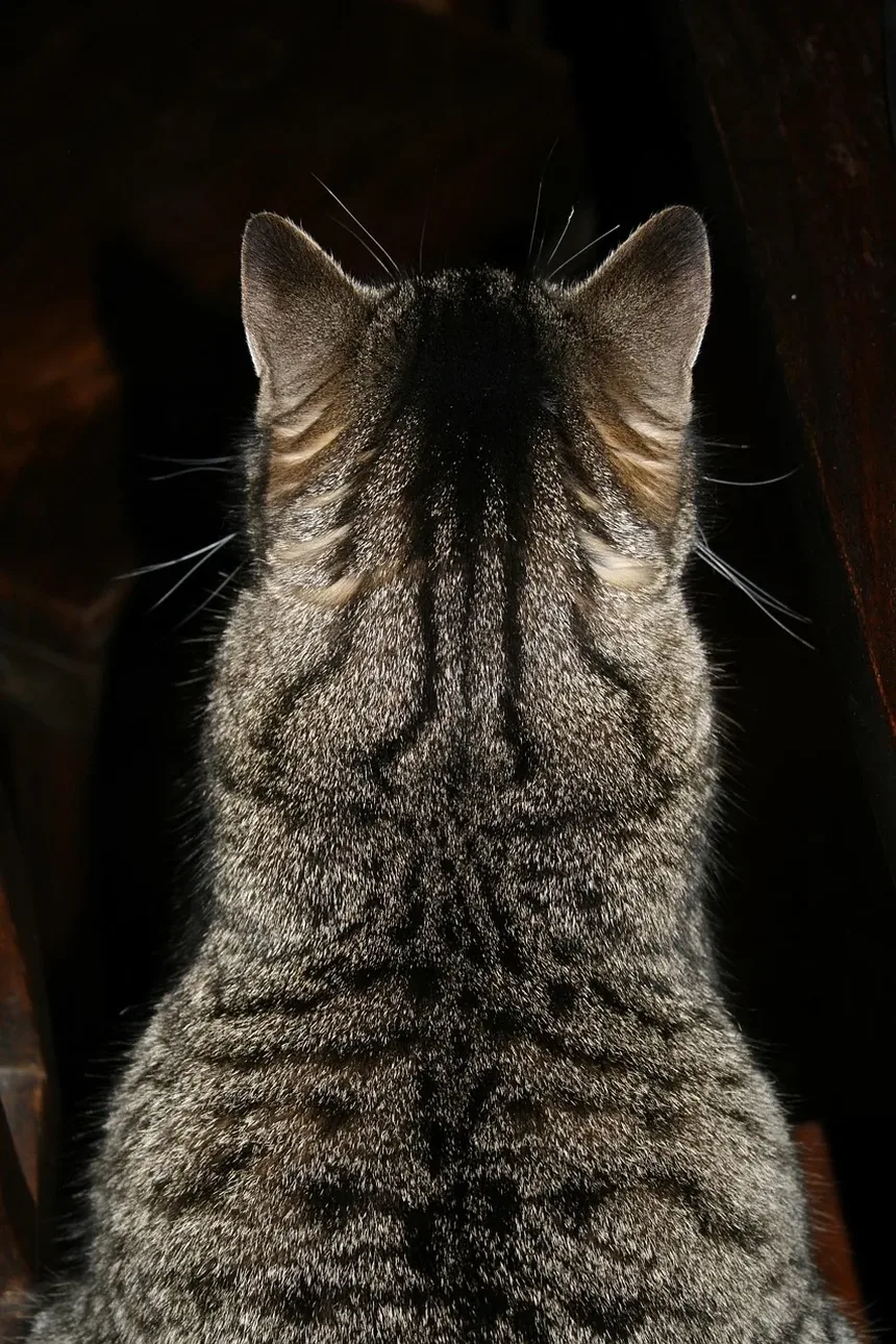 Como Ajudar Meu Gato Obcecado por Comida