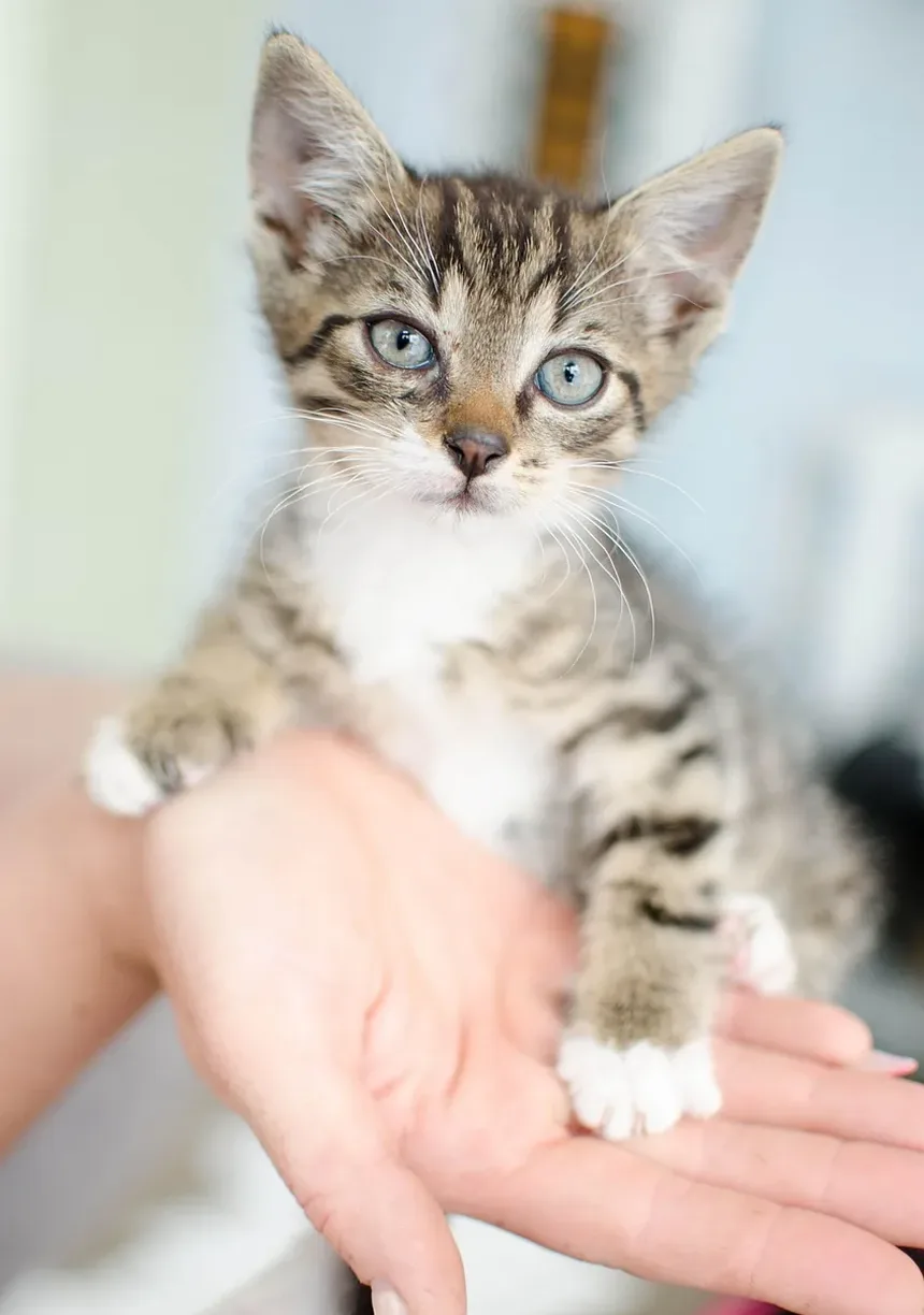 Como Ajudar Meu Gato Obcecado por Comida