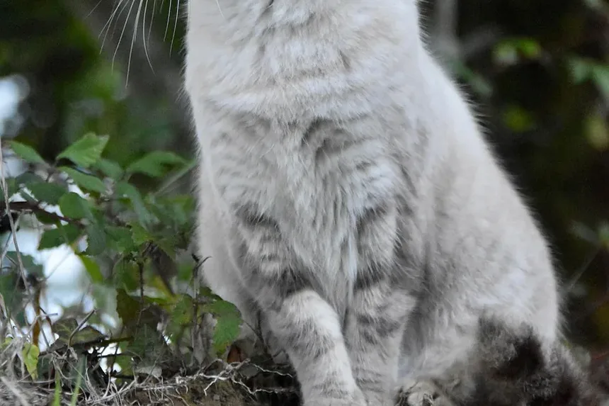 Como Ajudar Meu Gato Obcecado por Comida
