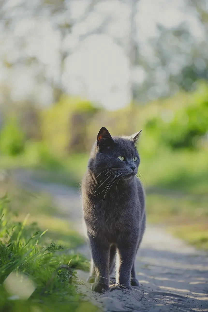 Como Ajudar um Gatinho Recém-Nascido a Encontrar um Mamilo