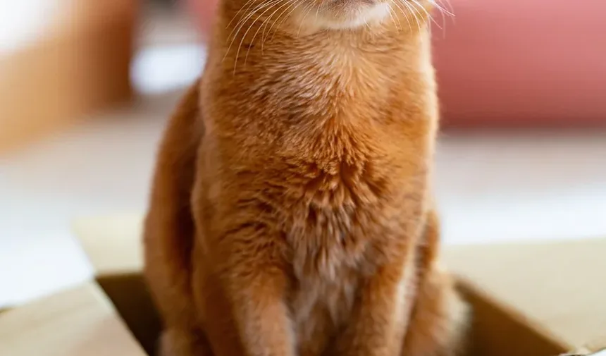 Como Ajudar um Gatinho Recém-Nascido a Encontrar um Mamilo