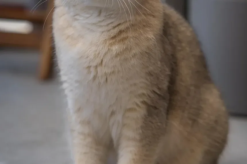 Como Ajudar um Gatinho Recém-Nascido a Encontrar um Mamilo