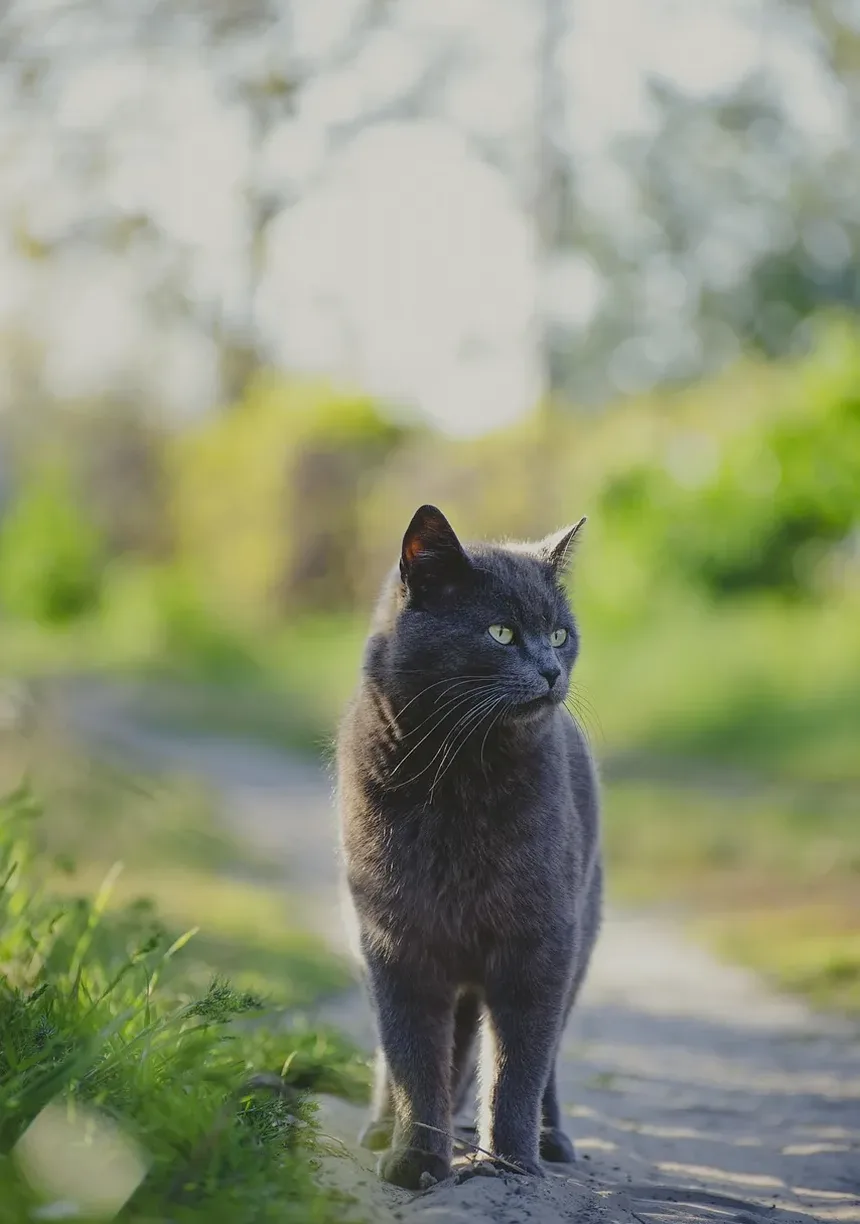 Como Ajudar um Gatinho Recém-Nascido com Soluços