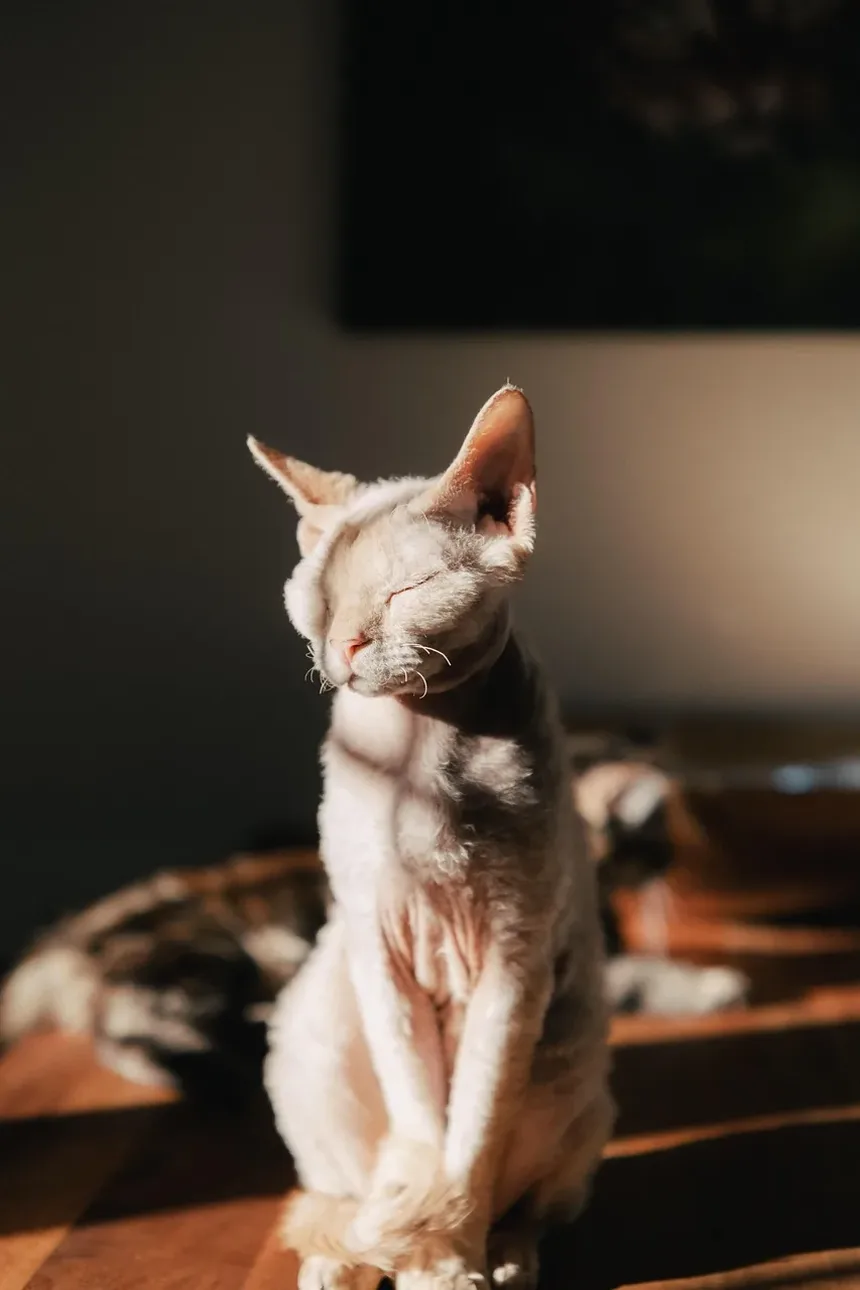Como Ajudar um Gato Idoso com Caspa
