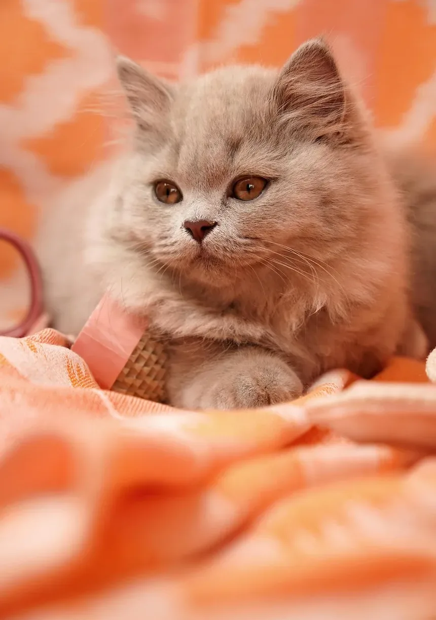 Como Ajudar um Gato Idoso com Caspa