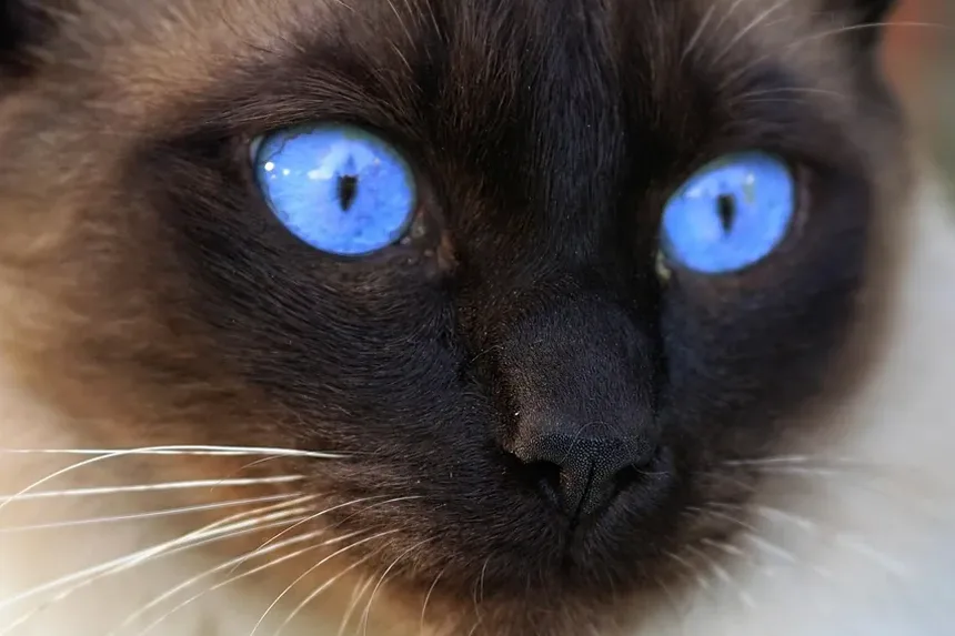 Como Ajudar um Gato Idoso com Caspa