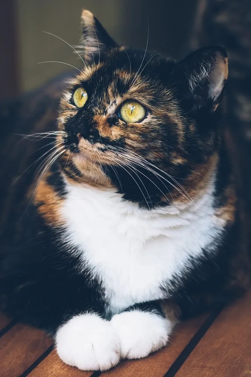 Como Ajudar um Gato Idoso com Demência